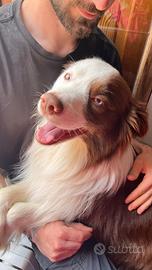 Border collie per monta