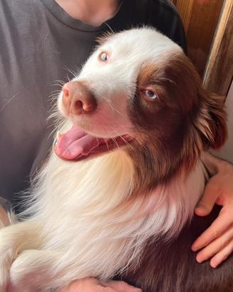 Border collie per monta