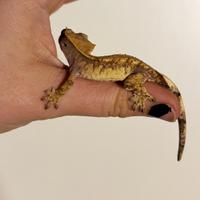 Extreme harley femmina