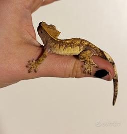 Extreme harley femmina