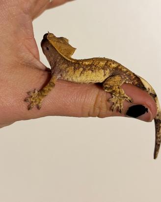 Extreme harley femmina