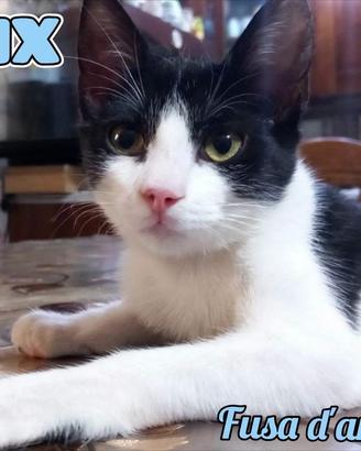 FELIX, adorabile micino in adozione
