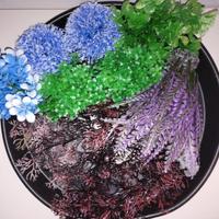 Piantine colorate per acquario