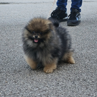 Spitz Tedesco nano Volpino Pomerania