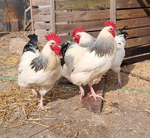 Galli Sussex Columbia Light