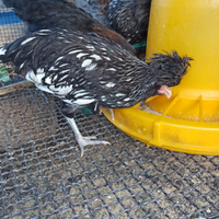 Padovana argento orlo nero