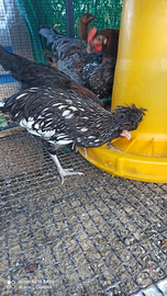 Padovana argento orlo nero