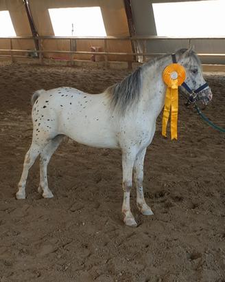 Pony Knabstrupper
