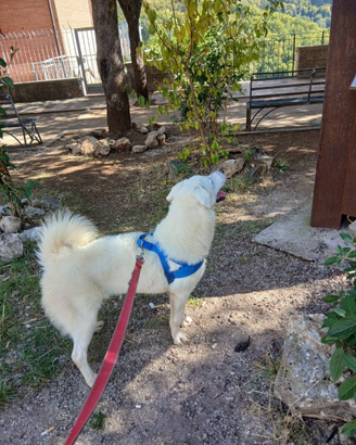 Cucciolo DI CANE