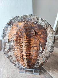 Cambropalla grande – Trilobite – Fossil – Massive 