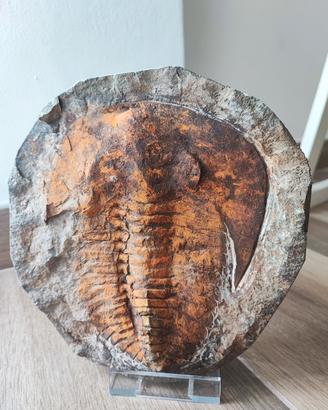 Cambropalla grande – Trilobite – Fossil – Massive 