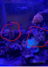 2 Anemoni Quadricolor