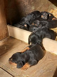 Cuccioli di segugio vaccinati