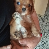 Cavalier king da privato