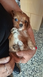 Cavalier king da privato