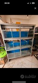 Batteria acquario per pesci a 12 posti