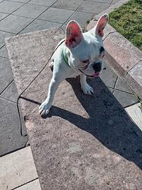 Bulldog francese esotico