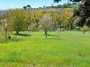terreno-agricolo-di-8-5-ha-con-piccolo-laghetto