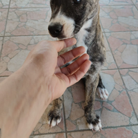 Amstaff Staffordshire