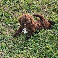 Lagotto Romagnolo CUCCIOLI con Pedigree