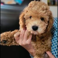 Cucciolo toy nano