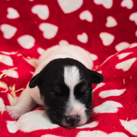 Jack Russell Terrier