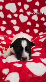 Jack Russell Terrier