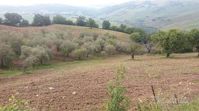 Terreno con ulivi in produzione a Guardialfiera