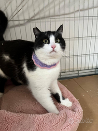 Animali da compagnia