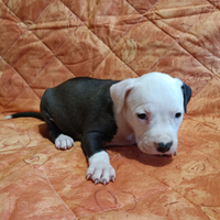 Amstaff Cuccioli American Staffordshire Terrier