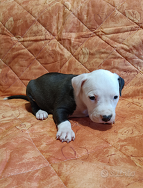 Amstaff Cuccioli American Staffordshire Terrier