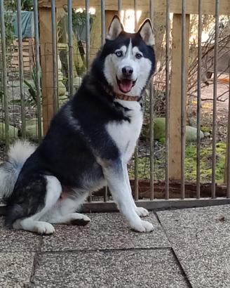 Zeus