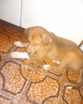 Cuccioli di cane
