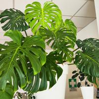 Pianta Monstera grande foglie da 50 cm