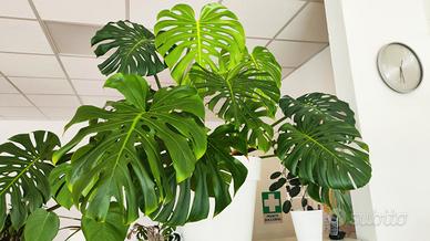 Pianta Monstera grande foglie da 50 cm