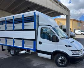 Iveco Daily 35c13 trasporto animali vivi Cavalli