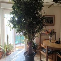 ficus bengiamin