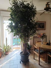 ficus bengiamin