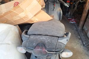 scoter