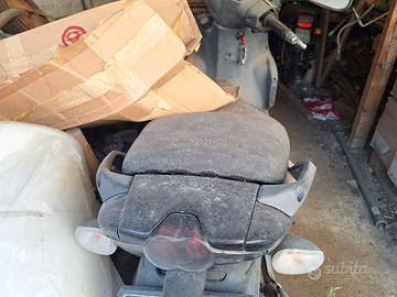 scoter