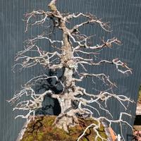 Bonsai di carpino argentato H 92 cm