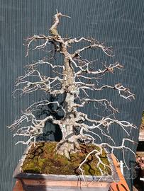 Bonsai di carpino argentato H 92 cm