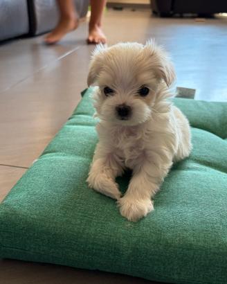 Maltese tea cup