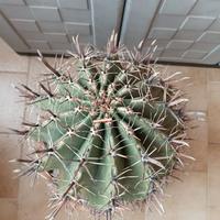 pianta grassa CACTUS