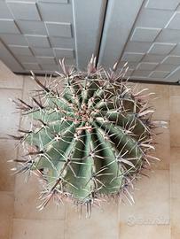 pianta grassa CACTUS