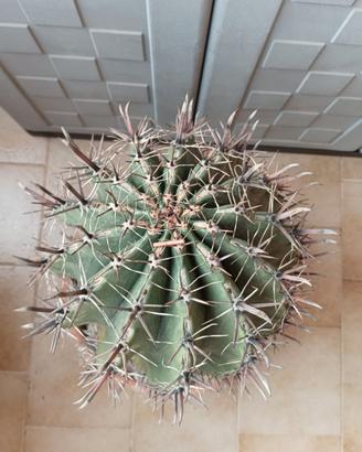 pianta grassa CACTUS