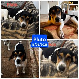 Segugio,Labrador, Beatles misti tenerezza