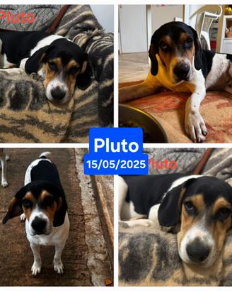 Segugio,Labrador, Beatles misti tenerezza