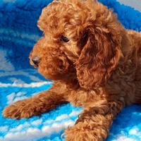 Barboncino barbone Red femmina