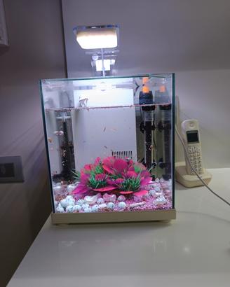 acquario
